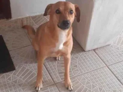 Cao SRD-ViraLata Medio 4-anos