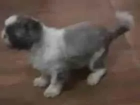 Cao Shitzu Pequeno 1-ano