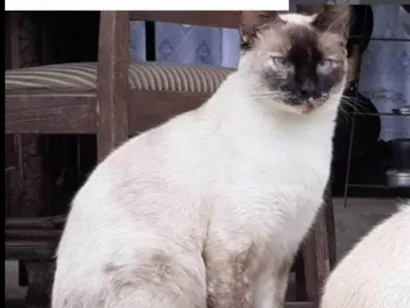 Gato Siamês Pequeno 1-ano