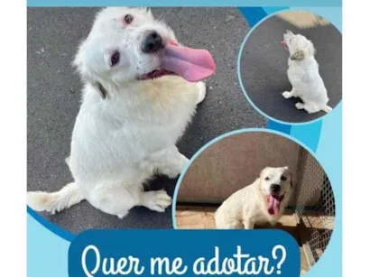 Cao SRD-ViraLata Medio 1-ano