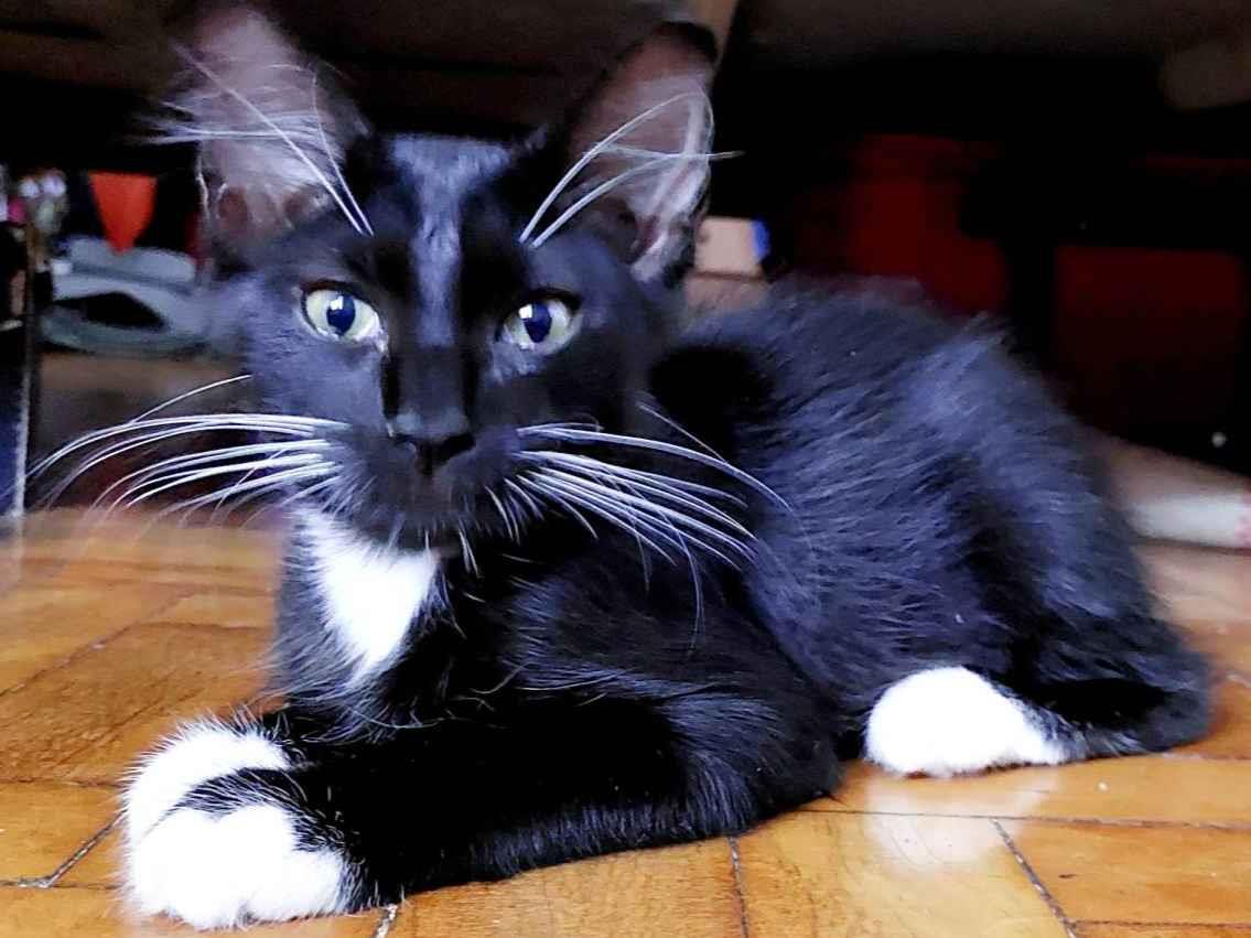 Adoção de Gato São Vicente/SP | Black | 2 a 6 meses | Raça  | tamanho Pequeno