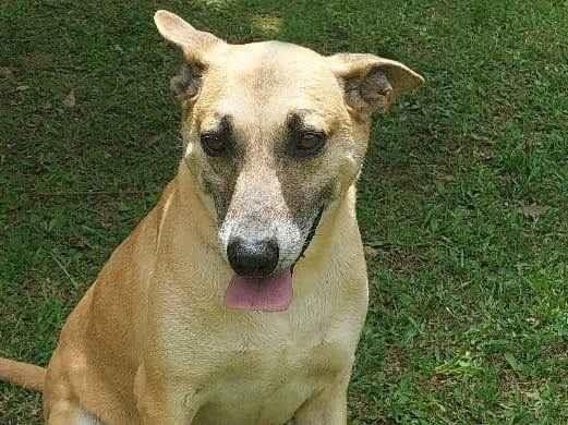 Adoção de Cachorro Itapecerica da Serra/SP | ANNA | 2 anos | Raça srd | tamanho Médio