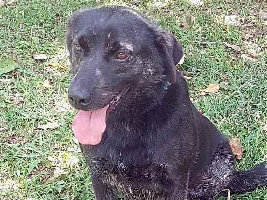 Adoção de Cachorro Itapecerica da Serra/SP | MABEL | 2 anos | Raça srd | tamanho Pequeno