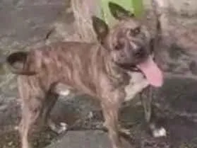 Cao Pit-Bull Grande 2-anos