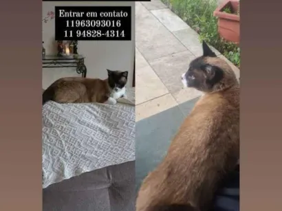 Gato Desconhecido  Medio 6-anos-Acima