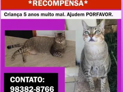 Gato SRD-ViraLata Medio 6-anos-Acima