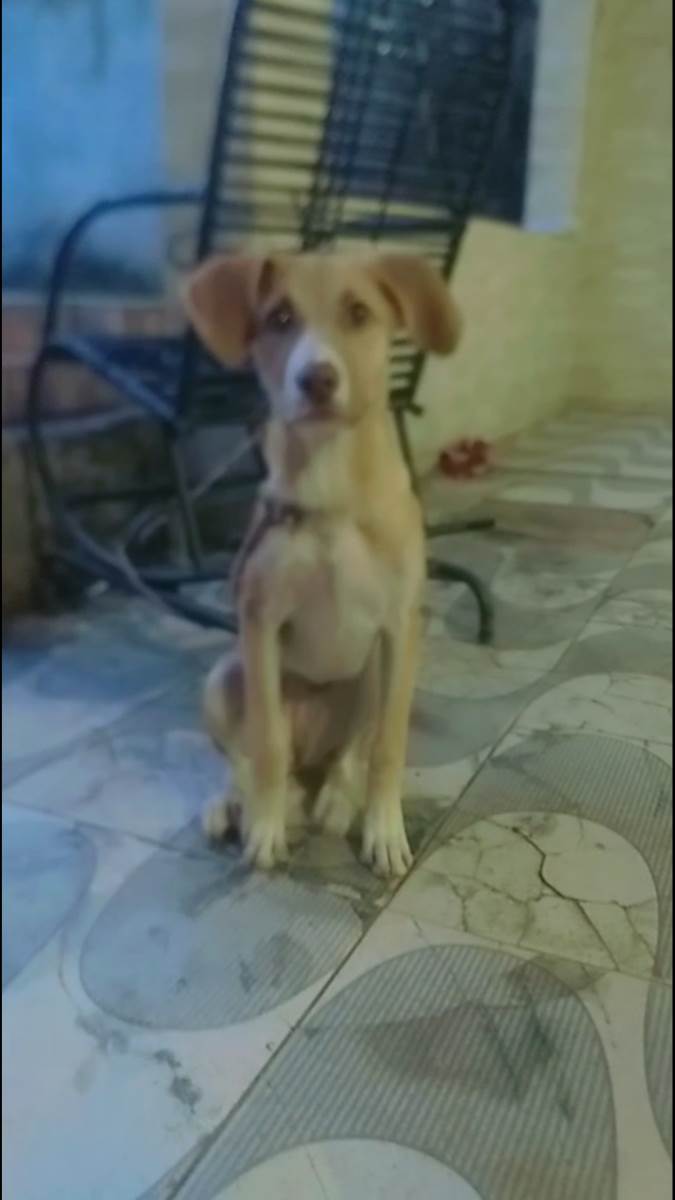 Adoção de Cachorro Santo Antônio do Descoberto/GO Não tem nome 2 a