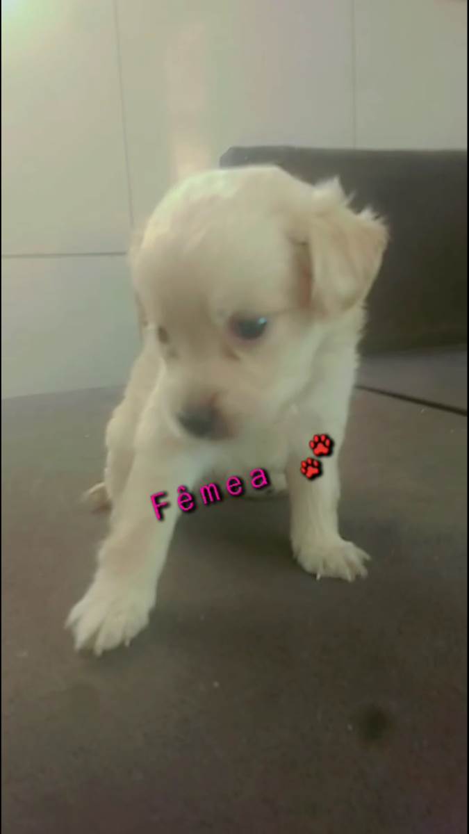 Adoção de Cachorro Santo Antônio do Descoberto/GO Não tem nome 2 a