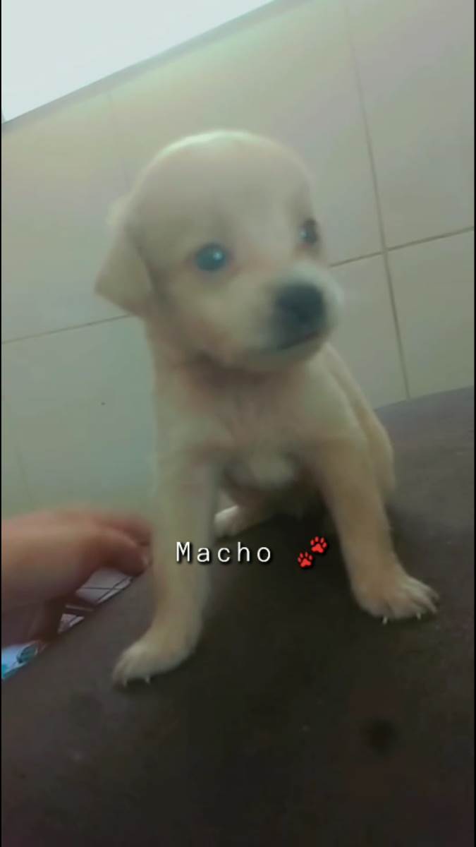 Adoção de Cachorro Santo Antônio do Descoberto/GO Não tem nome 2 a