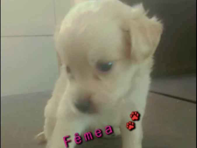 Adoção de Cachorro Santo Antônio do Descoberto/GO Não tem nome 2 a