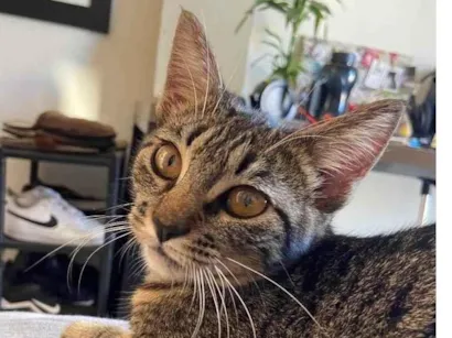 Gato  Pequeno 7-a-11-meses