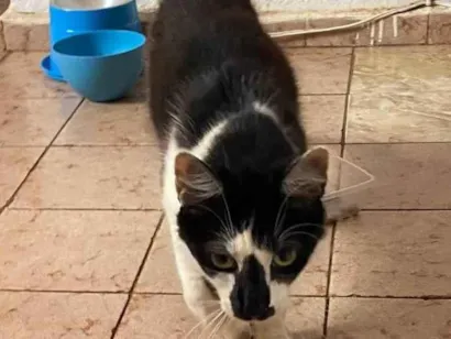Gato SRD-ViraLata Medio 2-a-6-meses