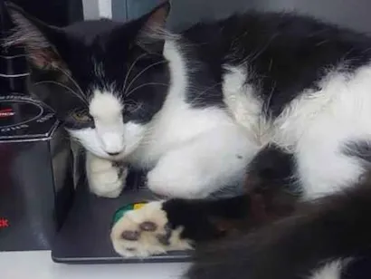 Gato SRD-ViraLata Pequeno 2-a-6-meses