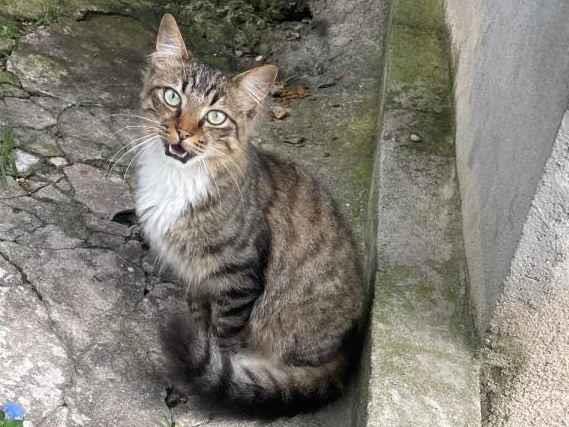Adoção de Gato São Paulo/SP | 4 gatinhos abandonados | Filhote | Raça Srd | tamanho Pequeno