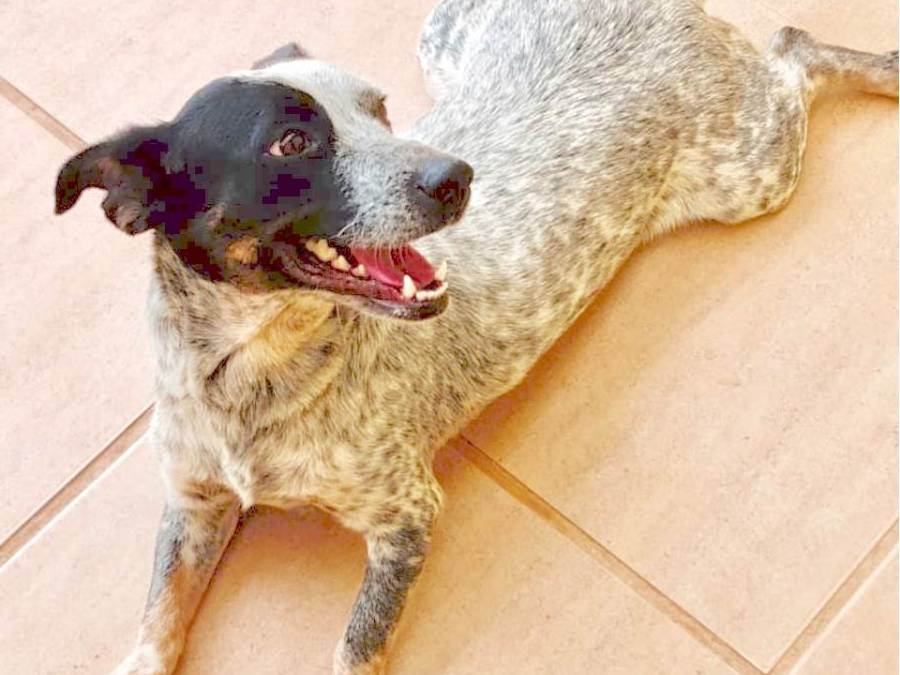 Adoção de Cachorro São Paulo/SP | Frida e Hanna | 6 anos Acima | Raça  | tamanho Grande