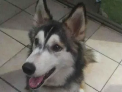 Cao Husky Siberiano Grande 4-anos