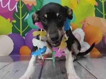 Adoção de Cachorro São Paulo/SP | Anali | 7 a 11 meses | Raça Srd | tamanho Pequeno