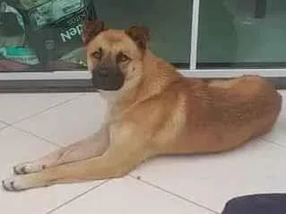 Cao SRD-ViraLata Medio 3-anos