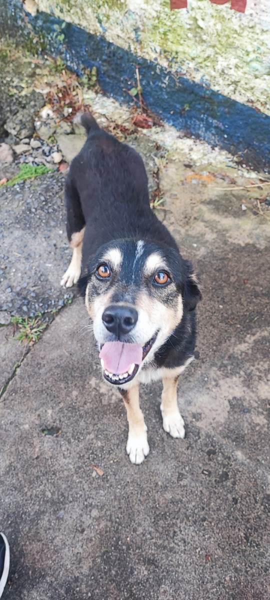 Jurema  encontrada | foto 3