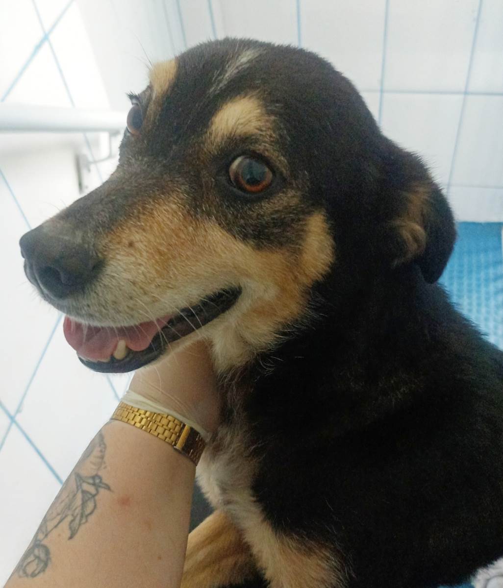 Jurema  encontrada | foto 4