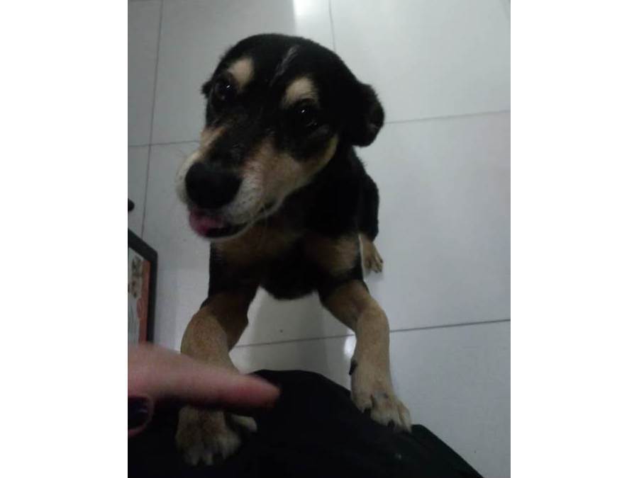 Jurema  encontrada | foto 5