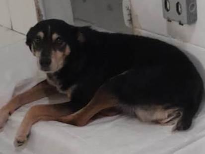 Jurema  encontrada | foto 1