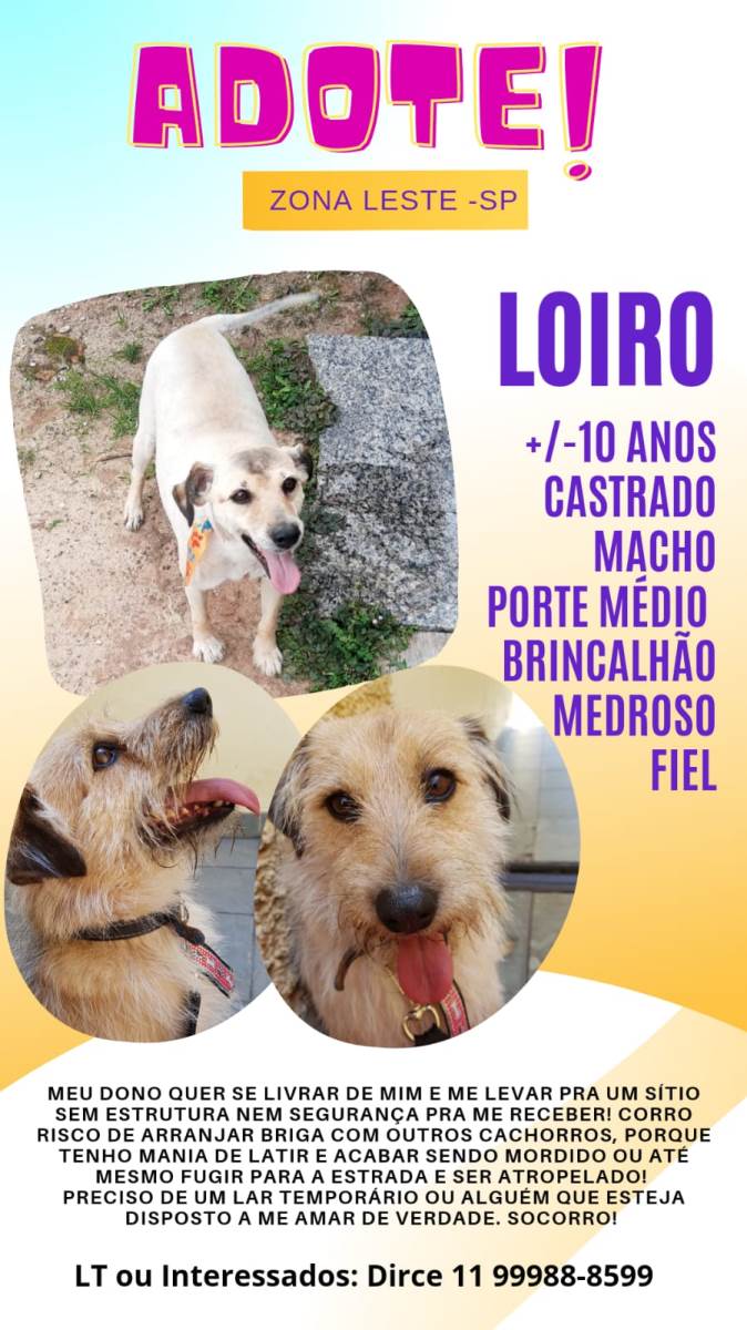 Lorinho  para adoção | foto 2
