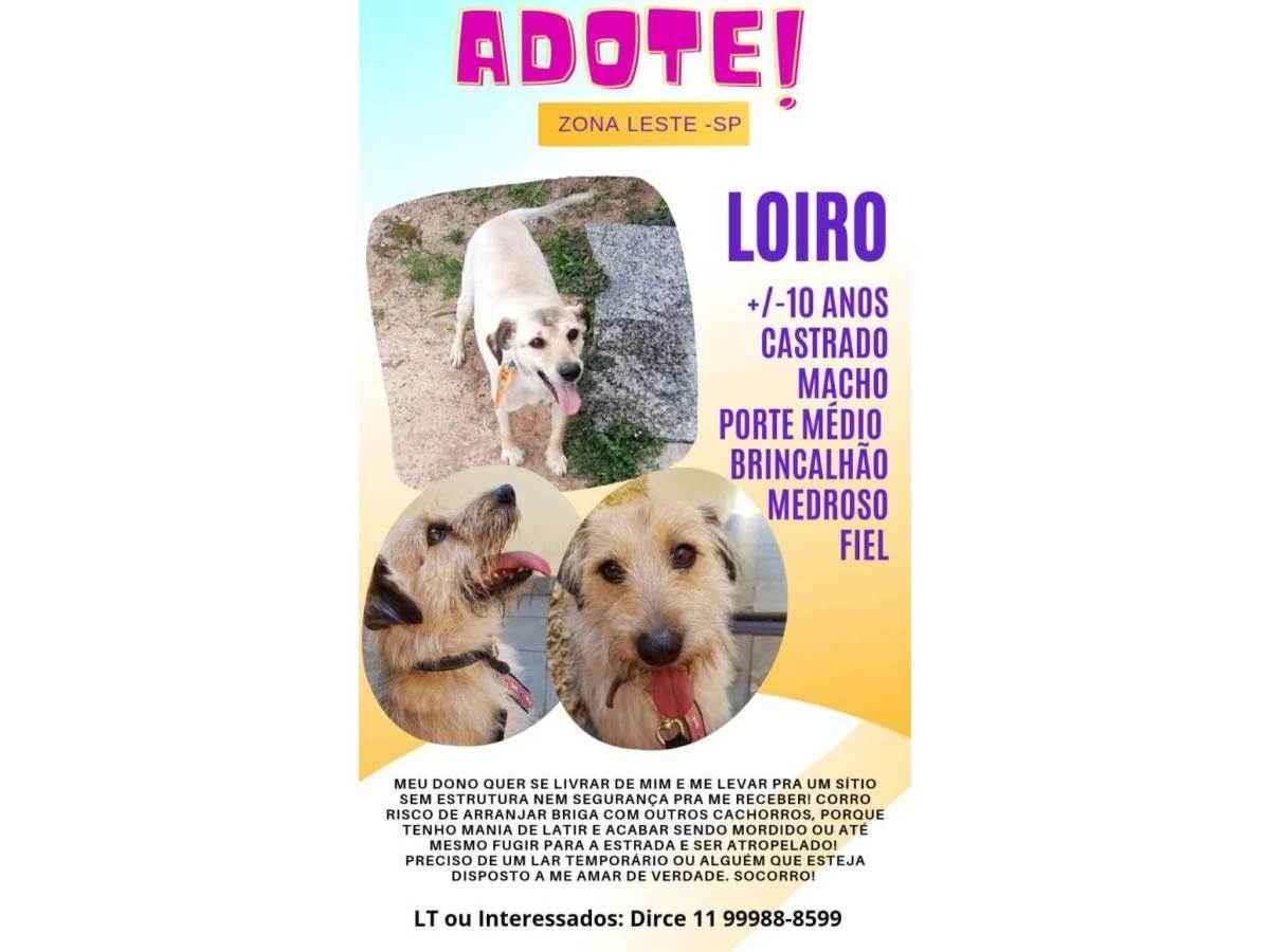 Lorinho  para adoção | foto 3