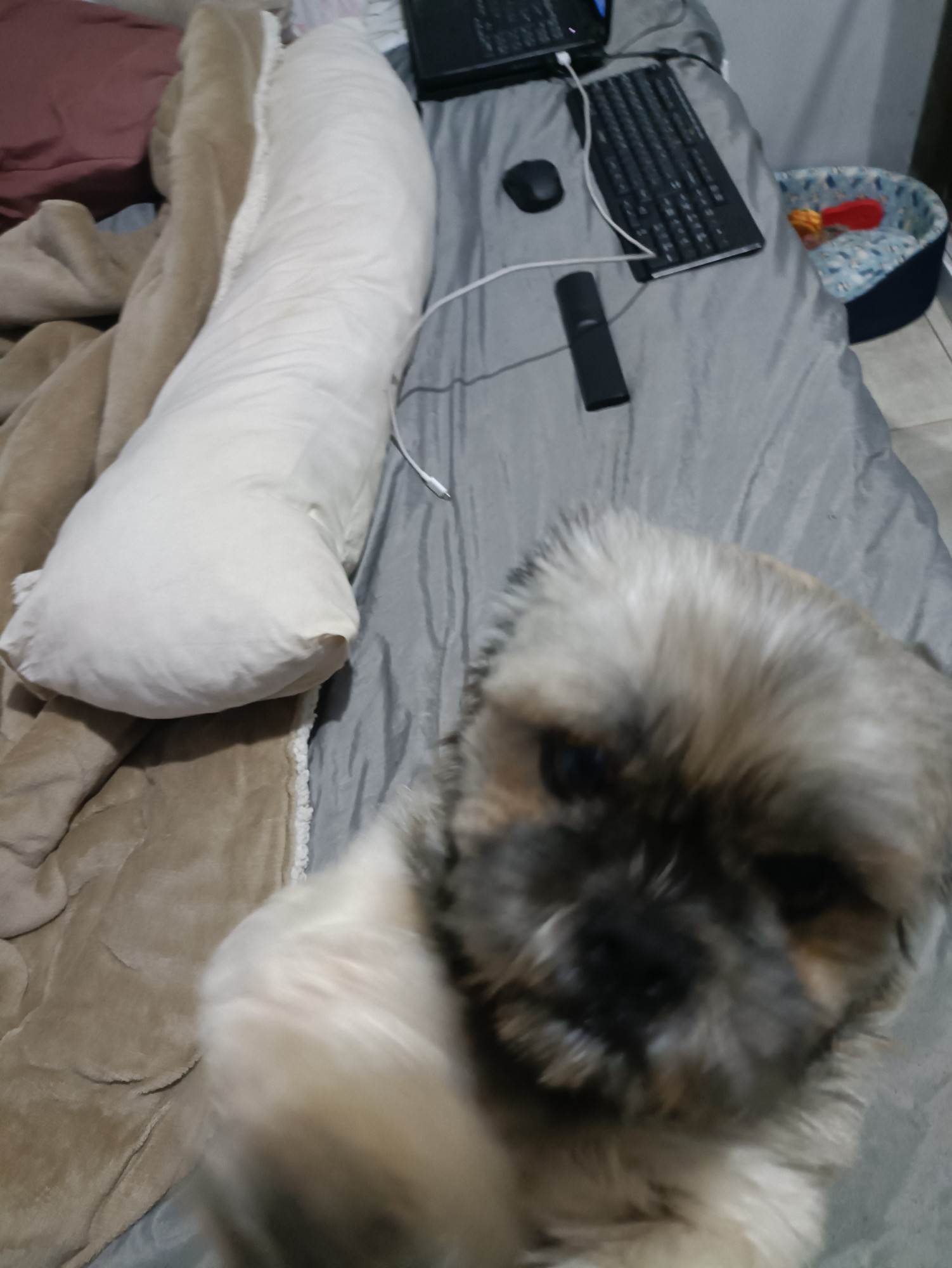 Pituco  perdido | foto 4