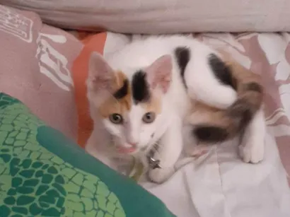 Gato SRD-ViraLata Pequeno 2-a-6-meses