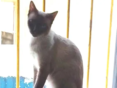 Gato Ciamesa Medio 2-anos
