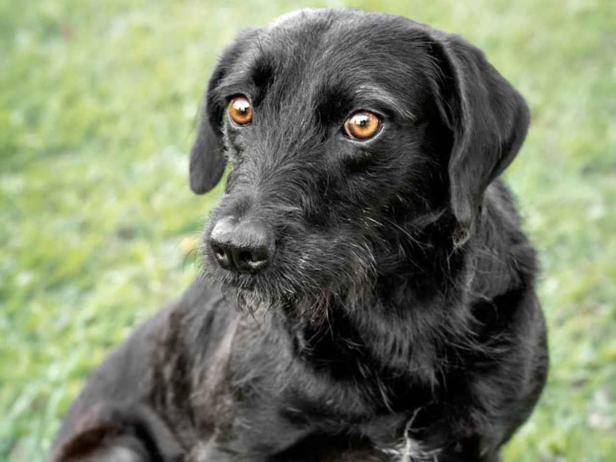 Adoção de Cachorro Nilópolis/RJ | Nego | 6 anos Acima | Raça canino | tamanho Médio