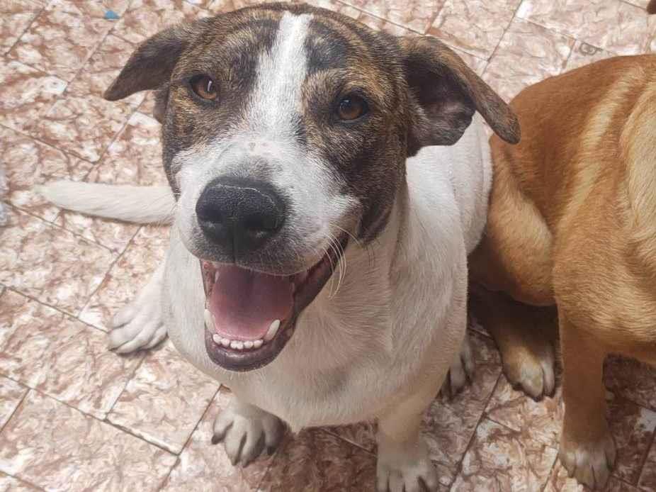 Adoção de Cachorro São Paulo/SP | Thor | 1 ano | Raça SRD | tamanho Grande