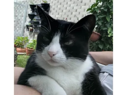 Gato SRD-ViraLata Grande 4-anos