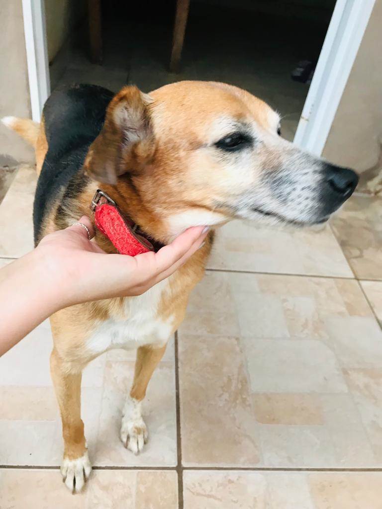 Pipoca  para adoção | foto 2