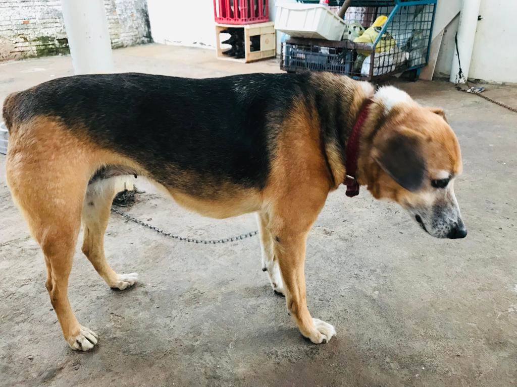 Pipoca  para adoção | foto 4