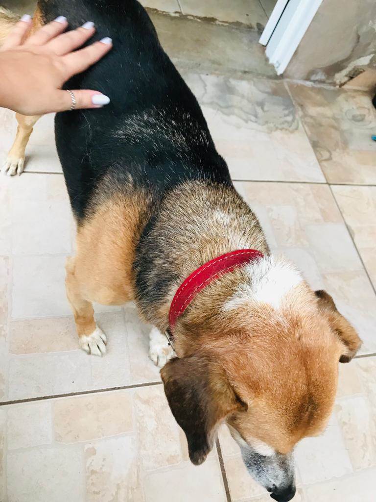 Pipoca  para adoção | foto 5