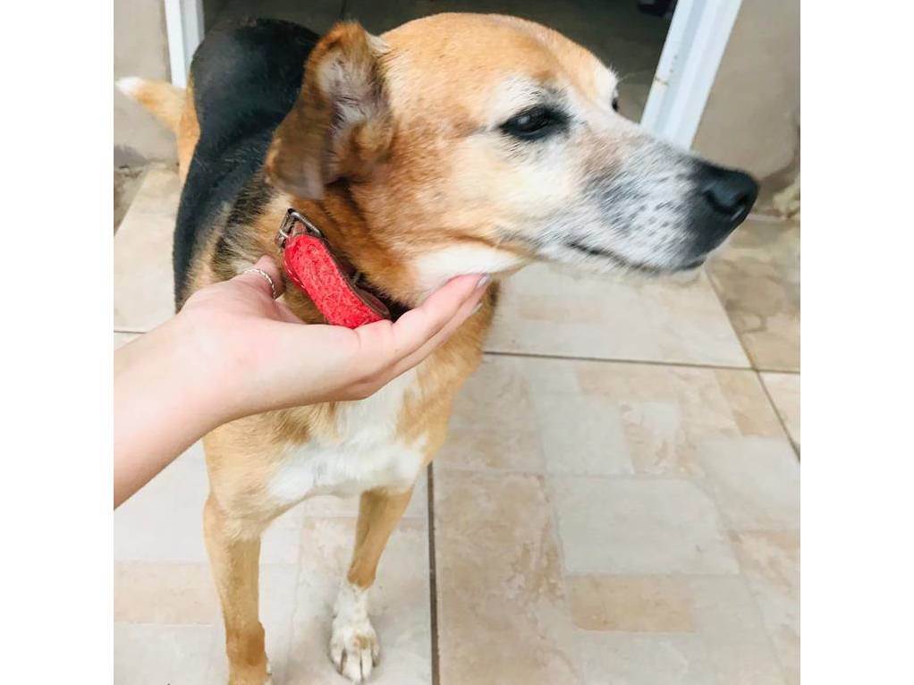 Pipoca  para adoção | foto 6