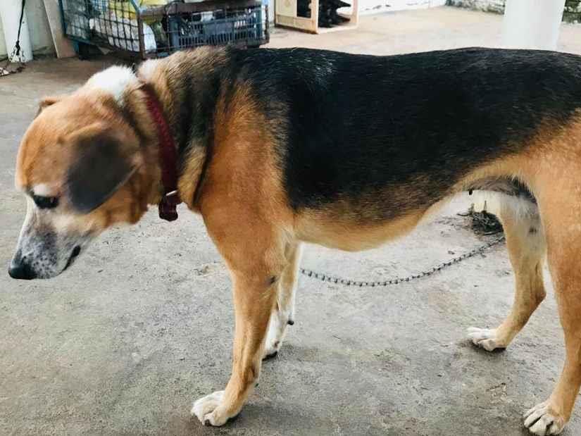 Pipoca  para adoção | foto 1