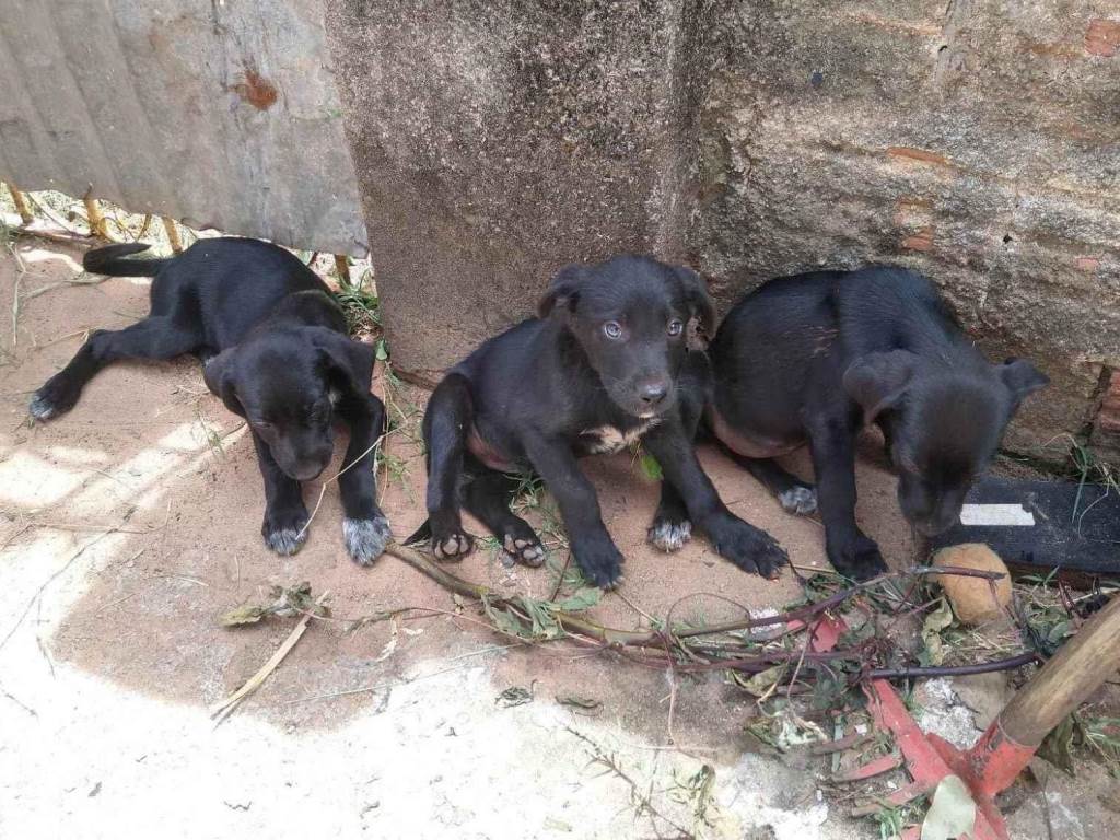 Adoção de Cachorro Santa Rosa de Viterbo/SP | sem nome | 2 a 6 meses | Raça SRD-ViraLata | tamanho Médio