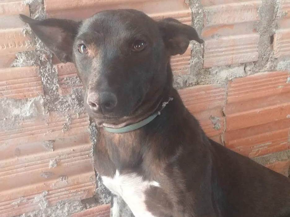 Adoção de Cachorro Porto Alegre/RS | Annita | 2 a 6 meses | Raça SRD | tamanho Pequeno