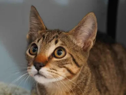 Gato SRD-ViraLata Pequeno 2-a-6-meses