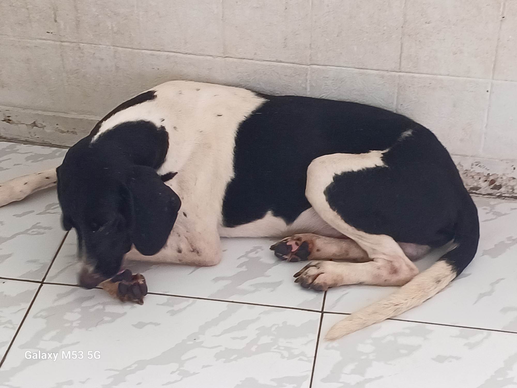 Adoção de Cachorro São Paulo/SP | Bobinho | 2 anos | Raça Srd | tamanho Médio