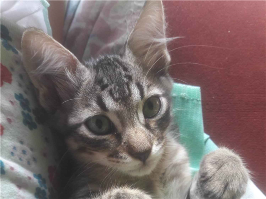 Gato  Pequeno Abaixo-de-2-meses