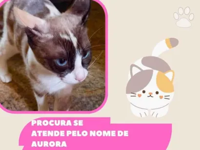 Gato Siamês Pequeno 3-anos