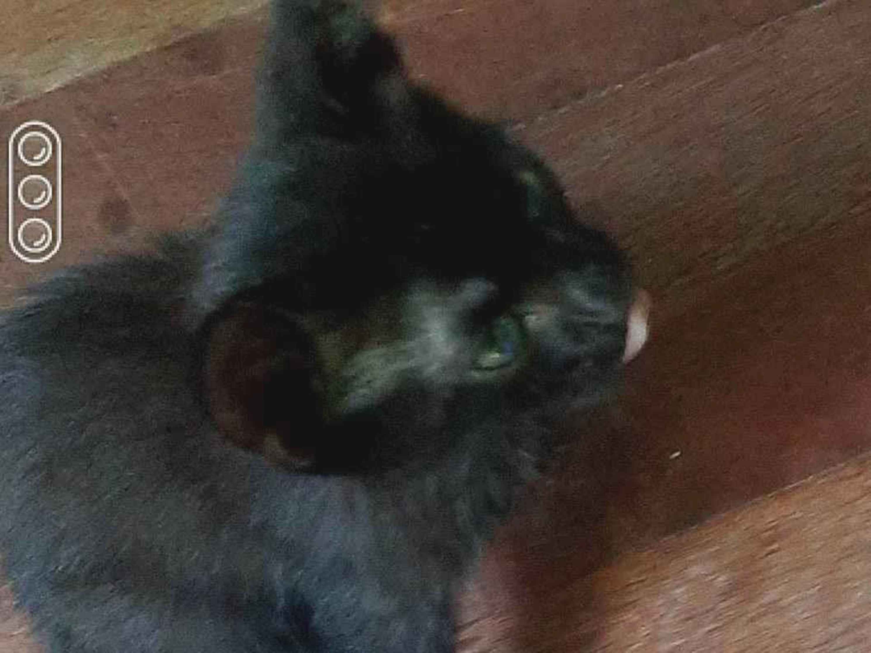 Adoção de Gato Canela/RS | Malia | 2 a 6 meses | Raça Gato | tamanho Pequeno