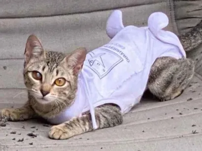 Gato Srd Pequeno 1-ano