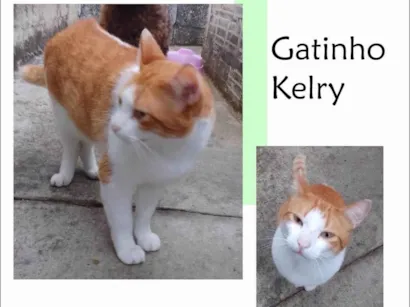 Gato SRD-ViraLata Pequeno 1-ano