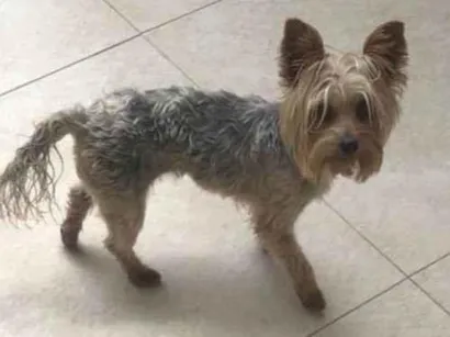 Cao Yorkshire Pequeno 2-anos