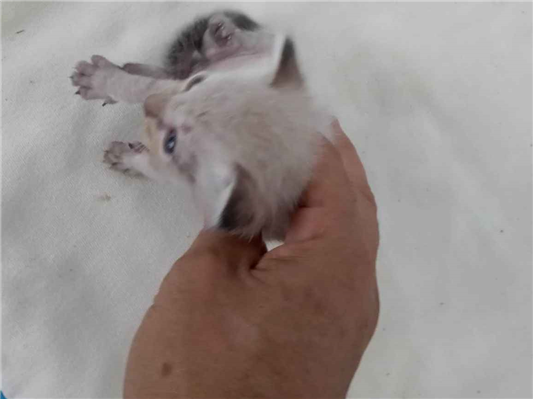 Gato Indefinido  Pequeno Abaixo-de-2-meses